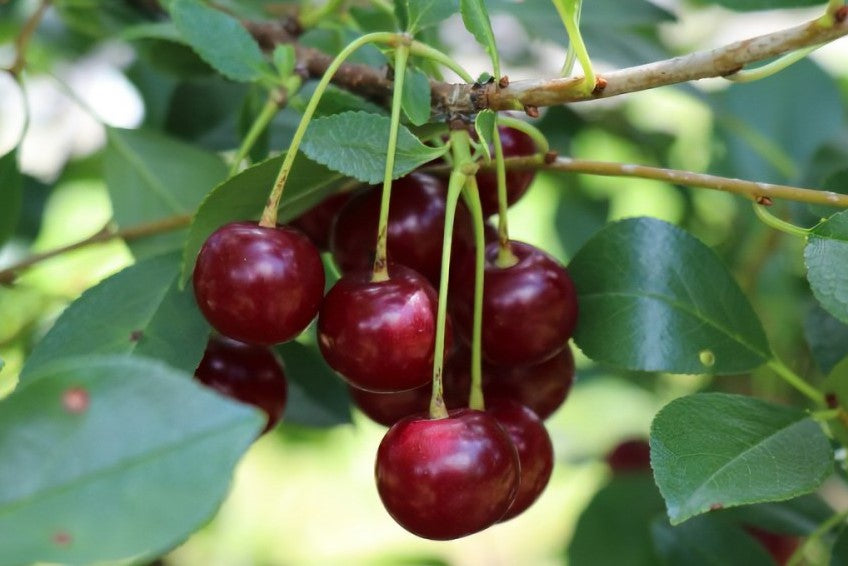 CHERRY-SHRUB CRIMSON PASSION / CRIMSON PASSION CHERRY