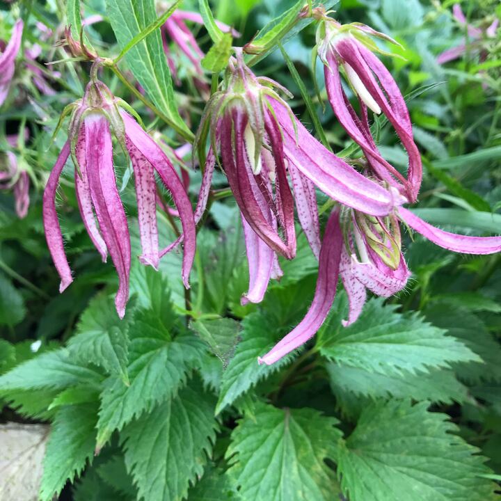 CAMPANULA X PINK OCTOPUS / BELLFLOWER