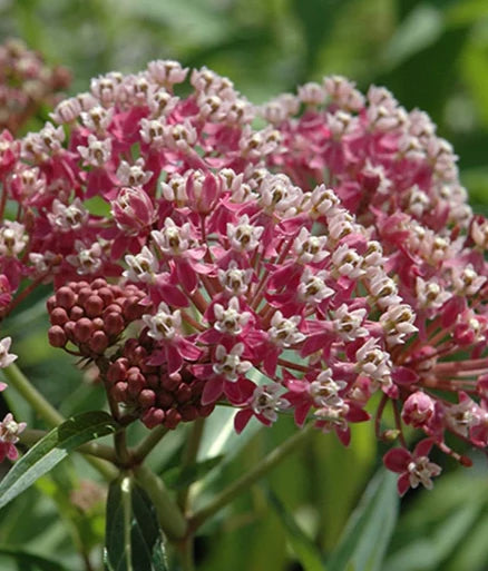 ASCLEPIAS INCARNATA CINDERELLA / SWAMP MILKWEED