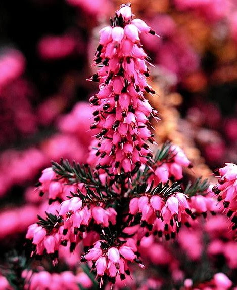 ERICA X DARLEYENSIS KRAMER'S RED / DARLEY HEATH