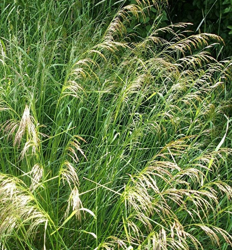 DESCHAMPSIA CESPITOSA / TUFTED HAIR GRASS