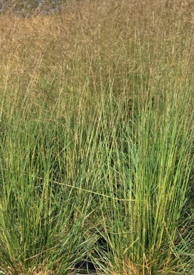 DESCHAMPSIA CESPITOSA BRONZESCHLEIER / BRONZE TUFTED HAIR GRASS
