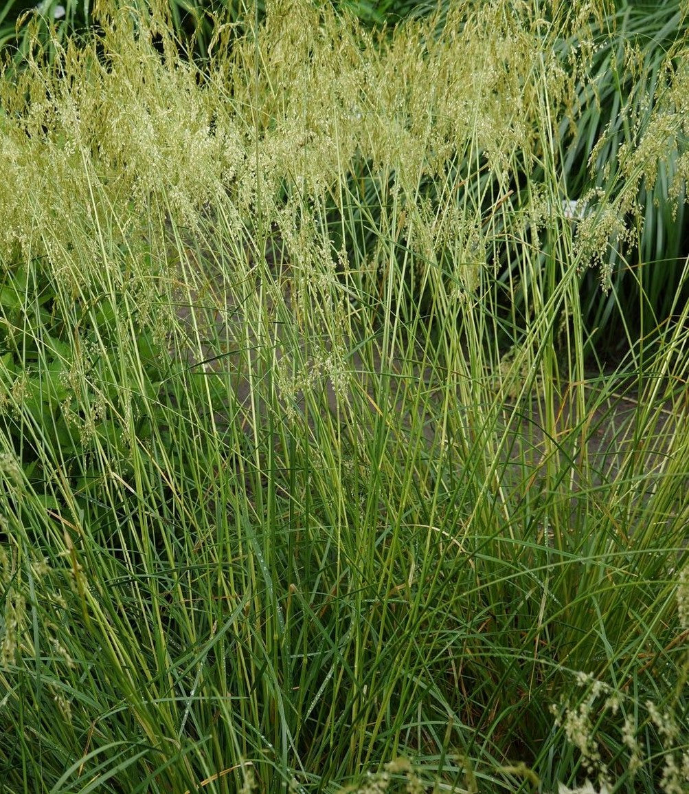 DESCHAMPSIA CESPITOSA GOLD VEIL GOLDSCHLEIER / GOLD VEIL TUFTED HAIR GRASS