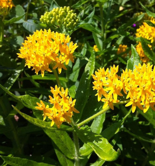 ASCLEPIAS TUBEROSA HELLO YELLOW / BUTTERFLY MILKWEED