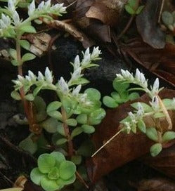 SEDUM TERNATUM / WOODLAND STONECROP