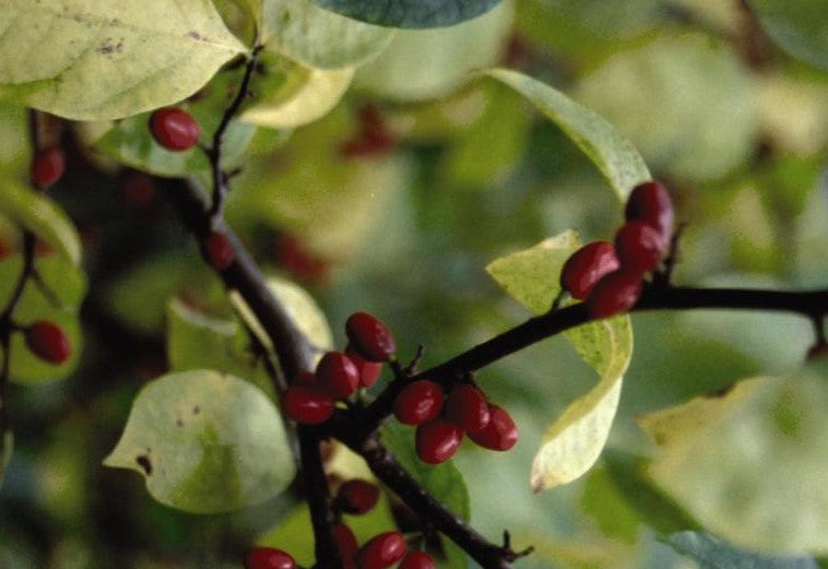 LINDERA BENZOIN / SPICEBUSH