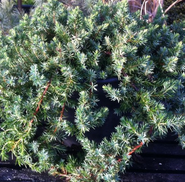 JUNIPERUS CONFERTA EMERALD SEA / EMERALD SEA SHORE JUNIPER