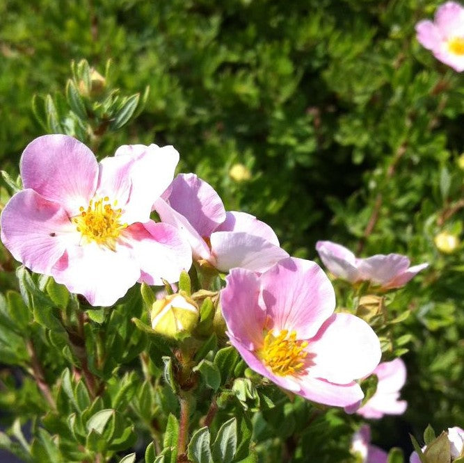 POTENTILLA FRUTICOSA PINK BEAUTY / PINK BEAUTY CINQUEFOIL