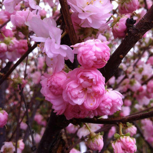 PRUNUS TRILOBA MULTIPLEX / FLOWERING ALMOND