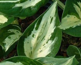 HOSTA REVOLUTION / PLANTAIN LILY