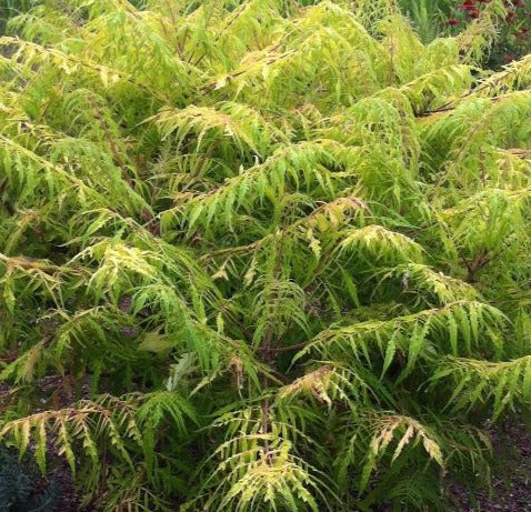 RHUS TYPHINA TIGER EYES® / TIGER EYES® CUTLEAF SUMAC