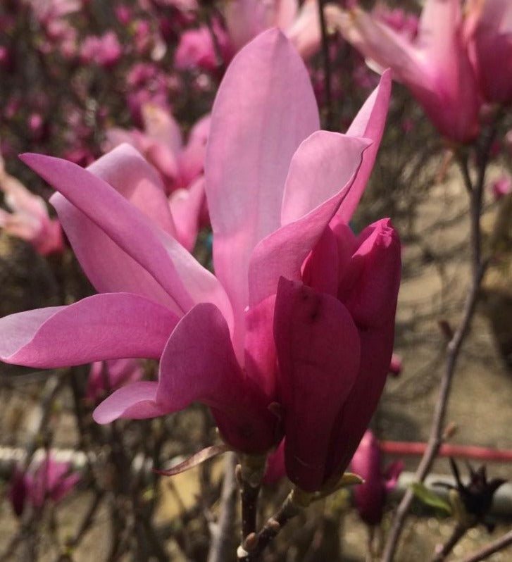 MAGNOLIA X ANN / ANN MAGNOLIA