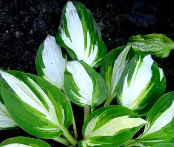 HOSTA VULCAN / PLANTAIN LILY