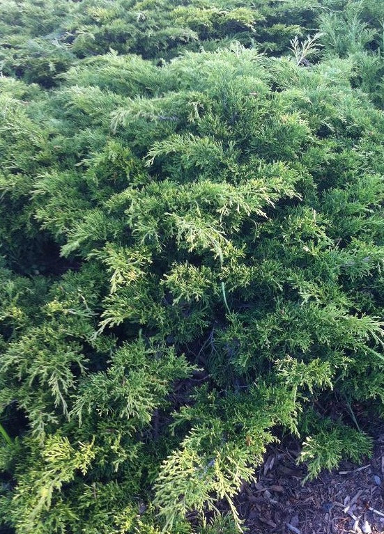 JUNIPERUS SABINA CALGARY CARPET® / CALGARY CARPET® JUNIPER