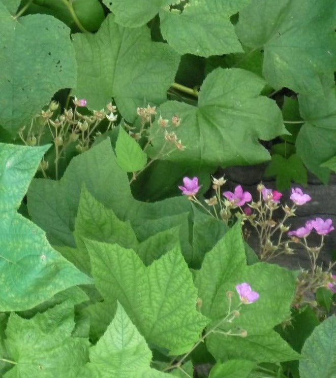 RUBUS ODORATUS / FLOWERING RASPBERRY – Diggin it Nursery