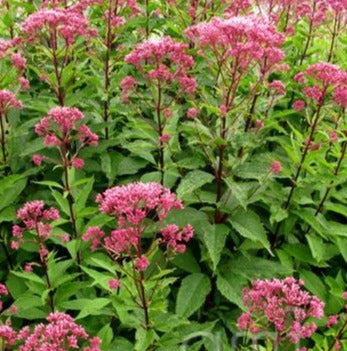 EUPATORIUM MACULATUM / JOE PYE WEED