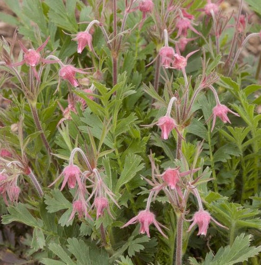 GEUM TRIFLORUM / GRANDPA'S WHISKERS