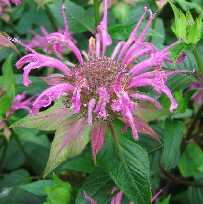 MONARDA FISTULOSA / WILD BERGAMOT