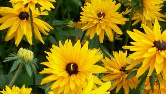 RUDBECKIA HIRTA / GLORIOSA DAISY