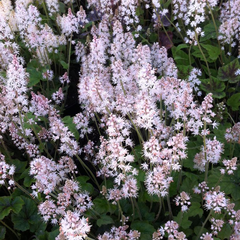 TIARELLA CORDIFOLIA / FOAM FLOWER