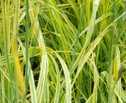 ALOPECURUS PRATENSIS AUREOVARIEGATUS / GOLDEN FOXTAIL GRASS
