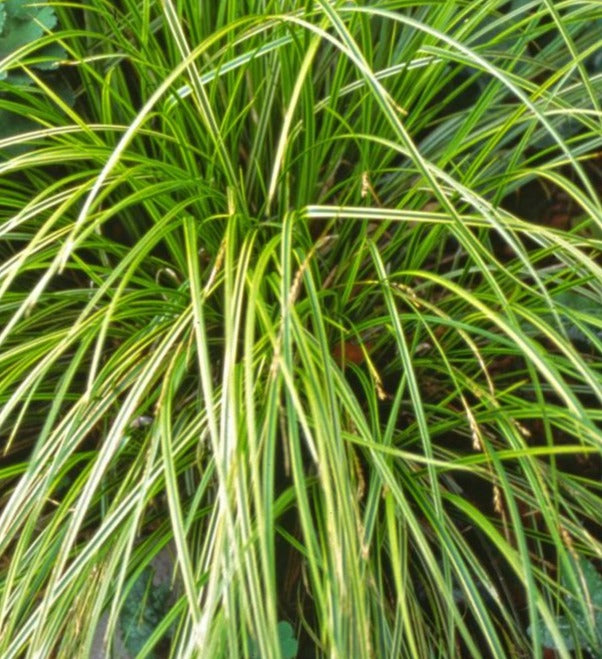 CAREX DOLICHOSTACHYA GOLD FOUNTAINS™ / GOLD FOUNTAINS™ SEDGE