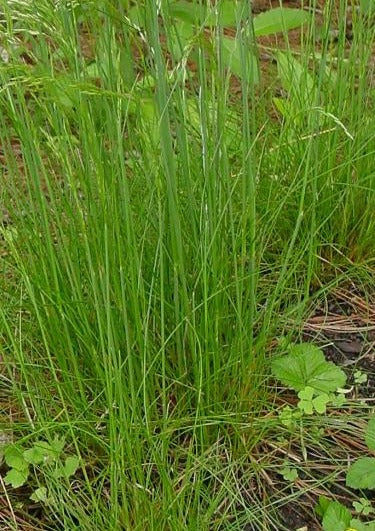 DESCHAMPSIA FLEXUOSA / WAVY HAIR GRASS