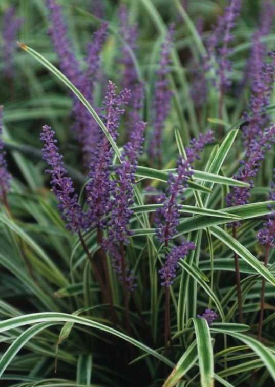 LIRIOPE MUSCARI VARIEGATA / VARIEGATED LILY TURF