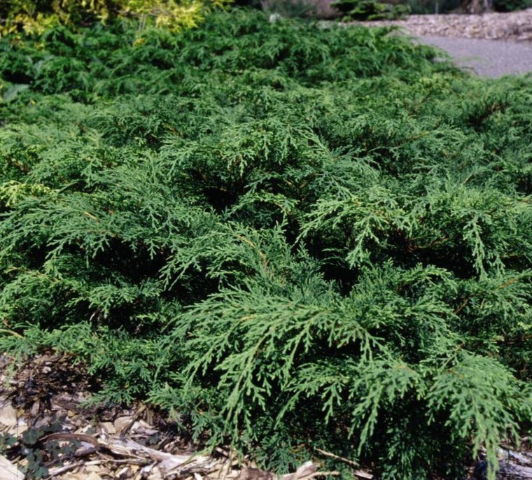 MICROBIOTA DECUSSATA / SIBERIAN CARPET CYPRESS