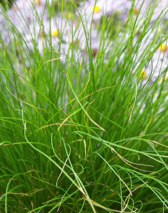 CAREX EBURNEA / BRISTLE-LEAF SEDGE