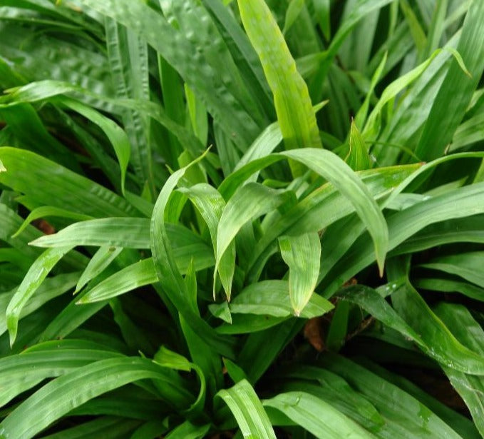 CAREX PLANTAGINEA / PLANTAIN-LEAVED SEDGE