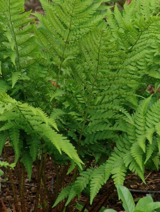 DRYOPTERIS GOLDIANA / GOLDIE&