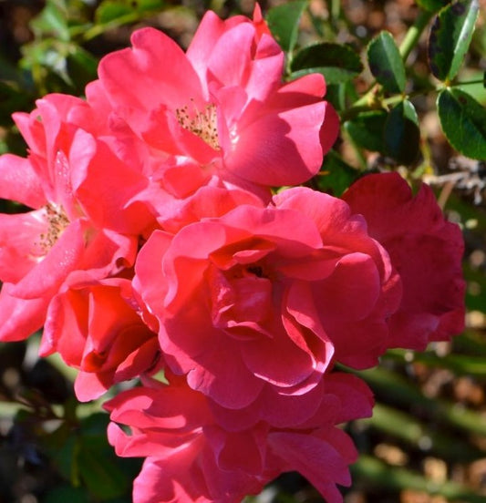 ROSA FLOWER CARPET® PINK SUPREME / PINK SUPREME CARPET ROSE