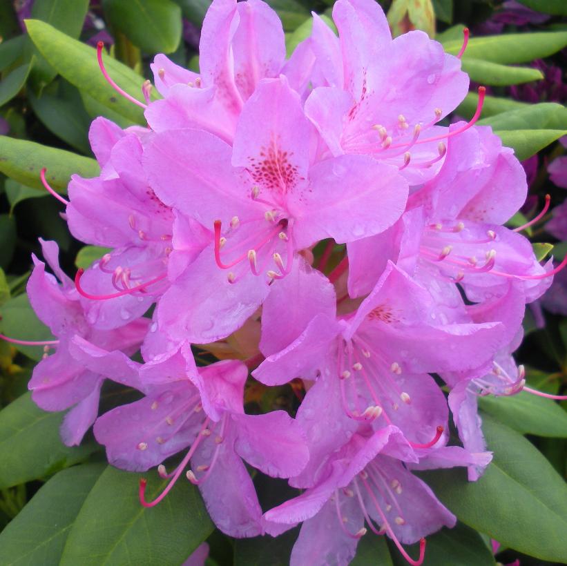 RHODODENDRON ENGLISH ROSEUM / ENGLISH ROSEUM RHODODENDRON