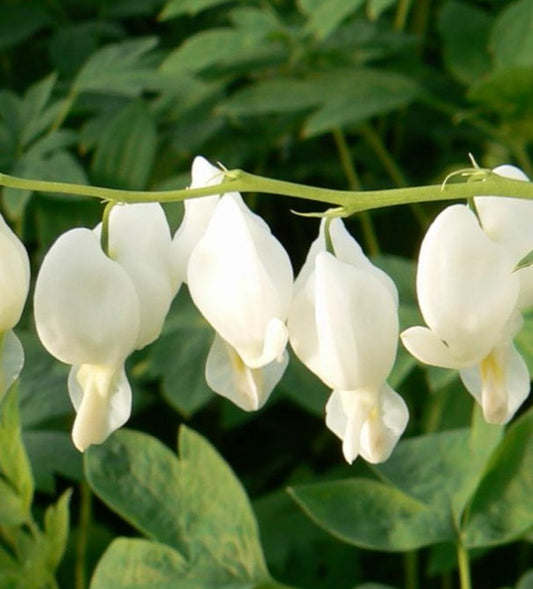 DICENTRA SPECTABILIS ALBA / WHITE BLEEDINGHEART