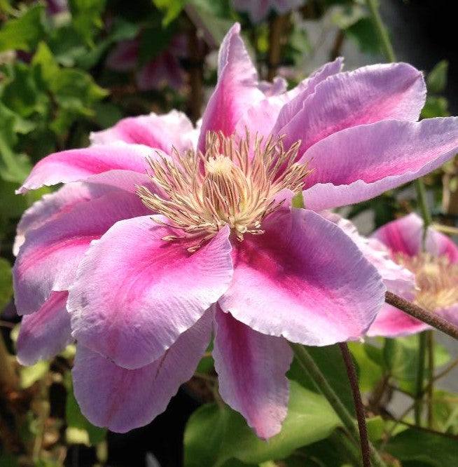 CLEMATIS BEE&