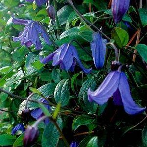 CLEMATIS BLUE BOY / SOLITARY CLEMATIS