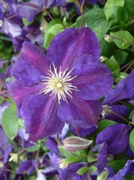 CLEMATIS JACKMANII SUPERBA / CLEMATIS