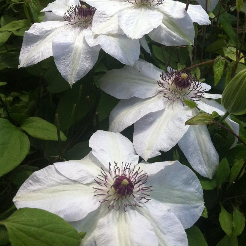 CLEMATIS MISS BATEMAN / CLEMATIS