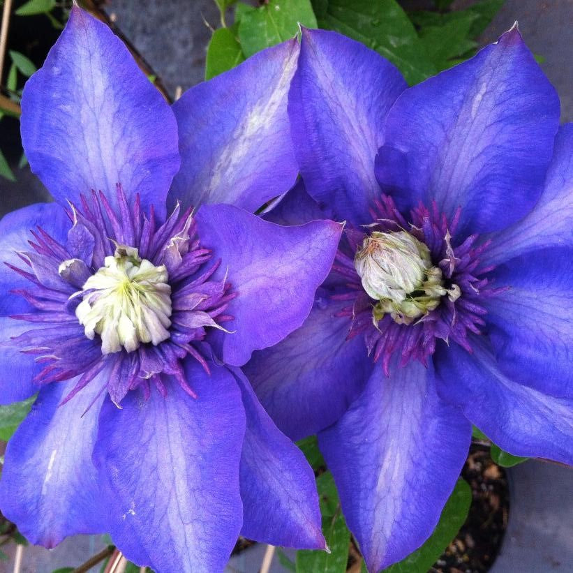 CLEMATIS MULTI-BLUE / CLEMATIS