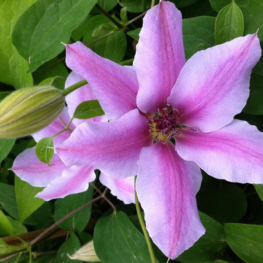 CLEMATIS NELLY MOSER / CLEMATIS
