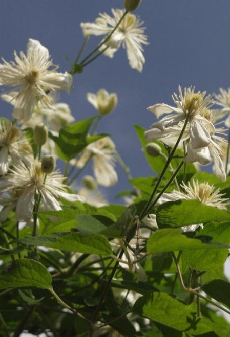 CLEMATIS SUMMER SNOW (PAUL FARGES) / SUMMER SNOW CLEMATIS