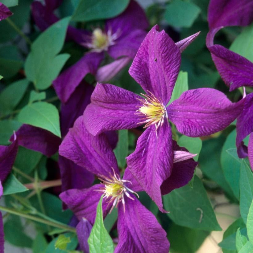 CLEMATIS POLISH SPIRIT / CLEMATIS