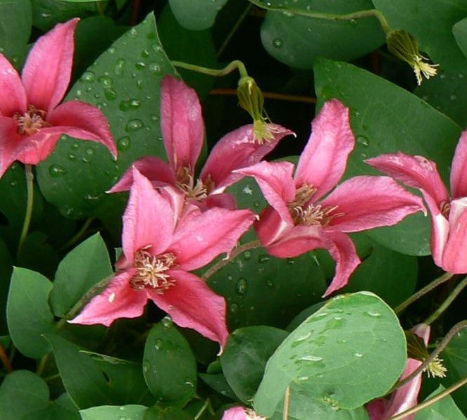 CLEMATIS PRINCESS DIANA / CLEMATIS
