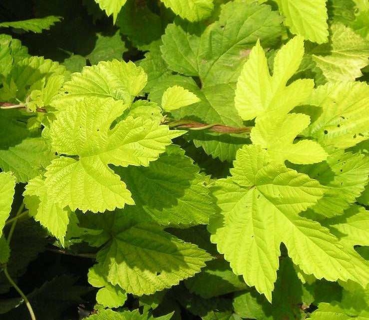 HUMULUS LUPULUS AUREUS / YELLOW HOP