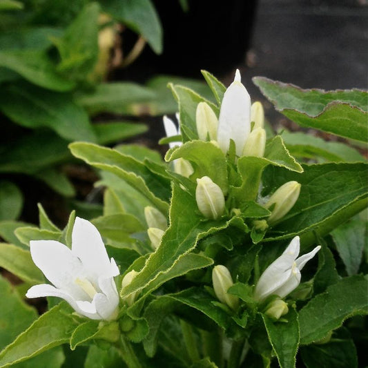 CAMPANULA GLOMERATA ALBA / CLUSTERED BELLFLOWER