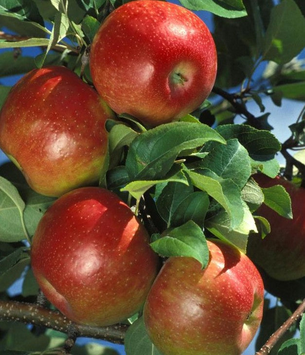 APPLE HONEYCRISP™&