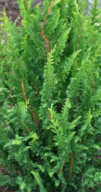 CHAMAECYPARIS OBTUSA FILICOIDES COMPACTA / FERNLEAF HINOKI FALSECYPRESS