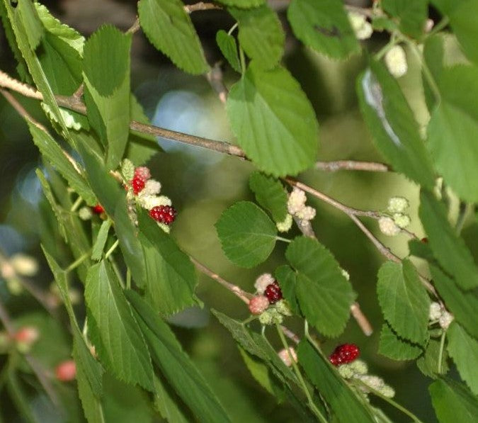 MORUS RUBRA / RED MULBERRY