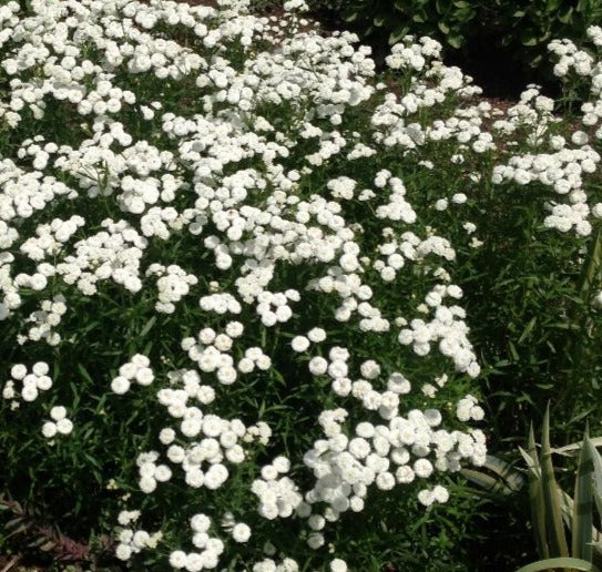 ACHILLEA PTARMICA THE PEARL  / SNEEZEWORT